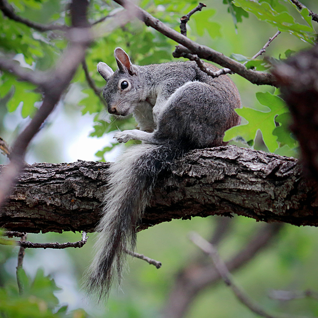 Arizona Gray Squirrel on an oak tree in Pinetop, Arizona