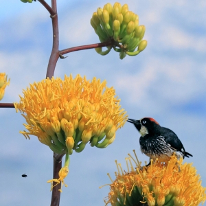 Acorn Woodpecker, is enjoying snacks from agave flowers.