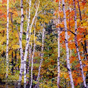 Birches show off their fall colors, Acadia National Park, Maine