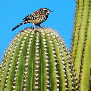 Cactus wren on Saguaro