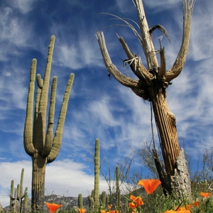 California Poppies - Catalina State Park - Tucson, Arizona