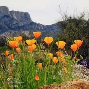 California poppies and Table Mountain- Catalina State Park, Arizona