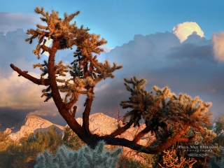Chain fruit Cholla and the Santa Catalina Mountains.