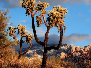 Cholla and the snow capped Santa Catalina Mountains, near Tucson, Arizona.