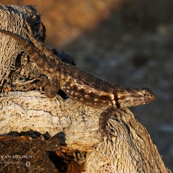 Clark&#039;s Spiny Lizard - Sonoran Desert