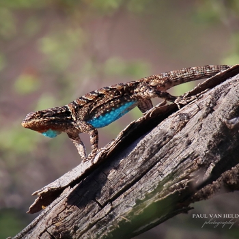 Clark&#039;s Spiny Lizard, doing push-ups from a branch - Sonoran Desert, Arizona