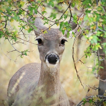 Coos Deer doe shows off her beautiful eyelashes, at Madera Canyon, Arizona.