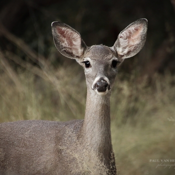 Here&#039;s a beautiful close-up shot of a Coos deer at Madera Canyon, Arizona