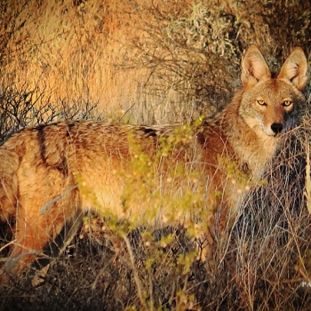 A coyote&#039;s brown fur is beautifully camouflaged in the wet brown grass.