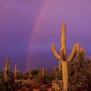 Purple Sky, Rainbow, Saguaros