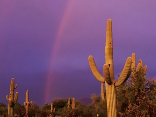 Purple Sky, Rainbow, Saguaros