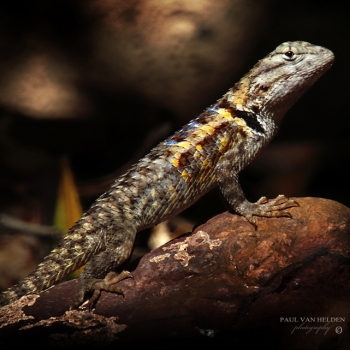 Desert Spiny Lizard - Sonoran Desert, Arizona