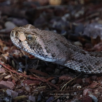 Head only shot of a Western Diamondback Rattlesnake