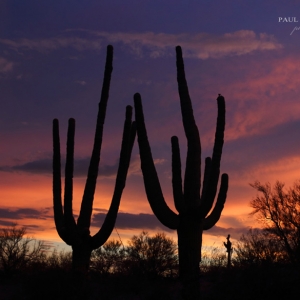 DOS SAGUARO: The sky provided all the fireworks I needed for this July 4th, sunset.