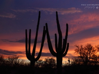 DOS SAGUARO: The sky provided all the fireworks I needed for this July 4th, sunset.