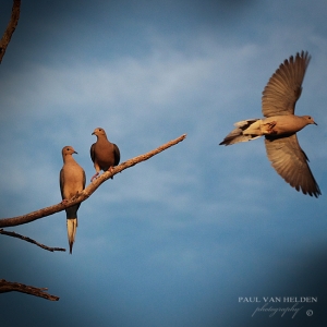 Mourning Doves in Flight