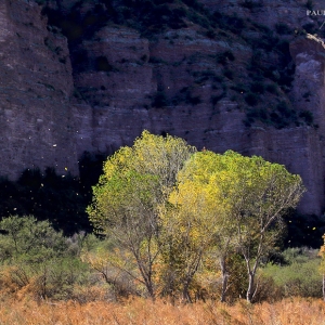 Blowing leaves in Aravaipa Canyon - Arizona