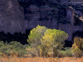 Blowing leaves in Aravaipa Canyon - Arizona