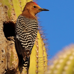 Gila Woodpecker, Saguaro Holes