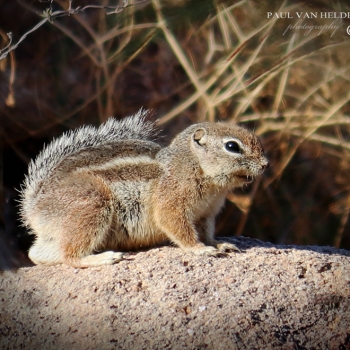 Harris Antelope Squirrel - Catalina State Park, Arizona