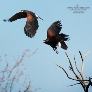 Harris Hawks in Flight - Tucson, Arizona