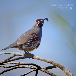 Male Gambel's Quail. It is also known as the Desert Quail.
