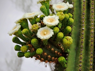 Saguaro Flowers