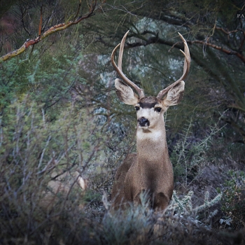 Mule Deer Buck - Saguaro National Park, Arizona