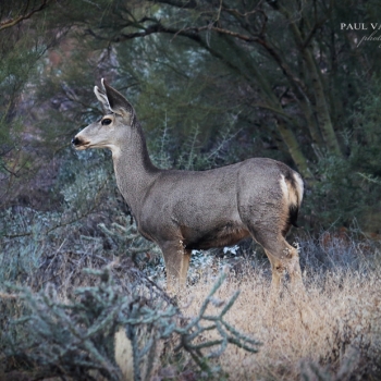 Mule deer doe, Saguaro National Park, Tucson, Arizona