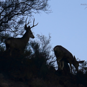 Mule Deer Silhouette - Saguaro National Park - Tucson, Arizona