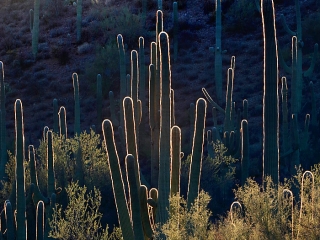 Neon Saguaros - Backlit Saguaros look like neon lights.