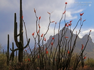 Ocotillo Rain - Ironwood National Monument