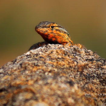 Male Side-Blotched Lizard on Rock - Catalina State Park, Arizona