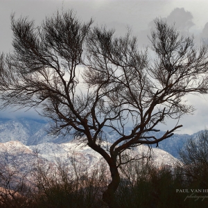 Palo Verde Winter - Oro Valley - AZ