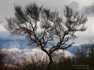 Palo Verde Winter - Oro Valley - AZ