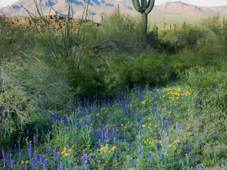 Lupine and Poppies - Picacho Peak State park, Arizona