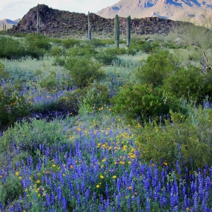 Lupine, Poppies, Saguaros and Mountains - Picacho Peak State park, Arizona