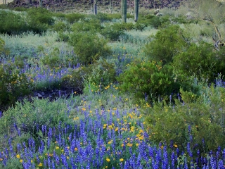 Lupine, Poppies, Saguaros and Mountains - Picacho Peak State park, Arizona