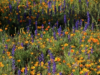 Lupine and Poppies - Picacho Peak State park, Arizona