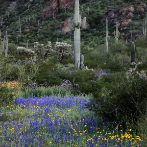 Spring flowers, Saguaros at Picacho Peak State Park, Arizona