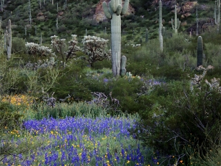 Spring flowers, Saguaros at Picacho Peak State Park, Arizona