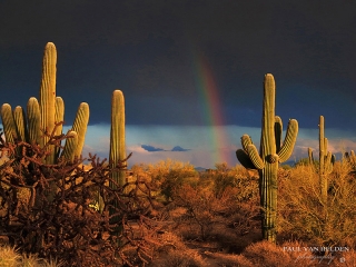 Rain in April is a rare occurrence in southern Arizona.