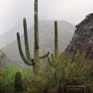 Monsoon Desert - Raining in Saguaro National Park - Arizona