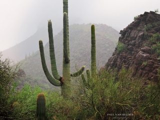 Monsoon Desert - Raining in Saguaro National Park - Arizona