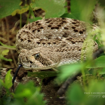 Western Diamondback Rattlesnake lying in the bushes at Catalina State Park, Arizona