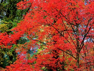 RED MAPLE - Mount Lemmon - Tucson, Arizona