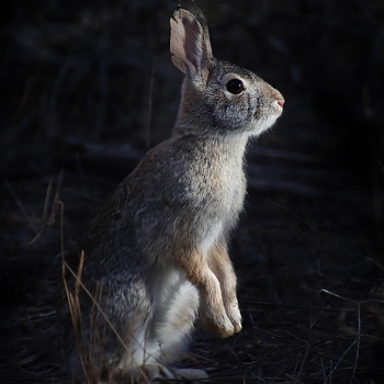 Ricochet the Desert Cottontail Rabbit - Catalina State Park, AZ