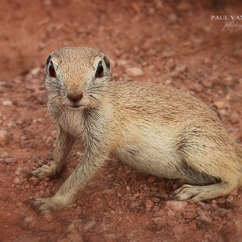 Round Tailed Ground Squirrel