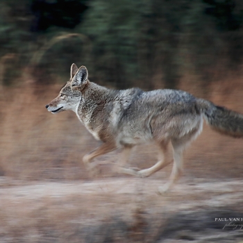 Panning shot of a running coyote, at Catalina State Park, in Arizona