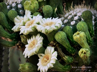 Saguaro Blooms - Sonoran Desert near Tucson, Arizona